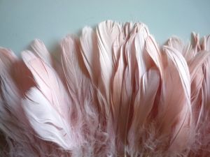 Pictures of feathers - Luscious blog - feather ideas.jpg